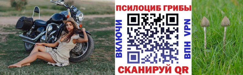 Галлюциногенные грибы Psilocybe Весьегонск